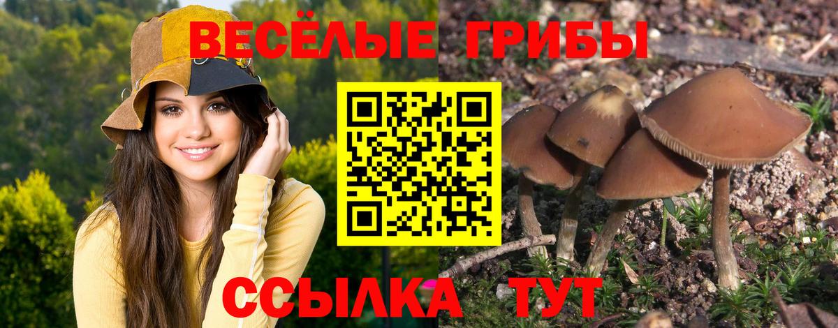 Анжеро-Судженск  Галлюциногенные грибы ЛСД  Галлюциногенные грибы прущие грибы  Вход с VPN 